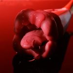 Lurevibe - Rose Lip Nibble Suction Clitoral Stimulator Vibrator - Image 2